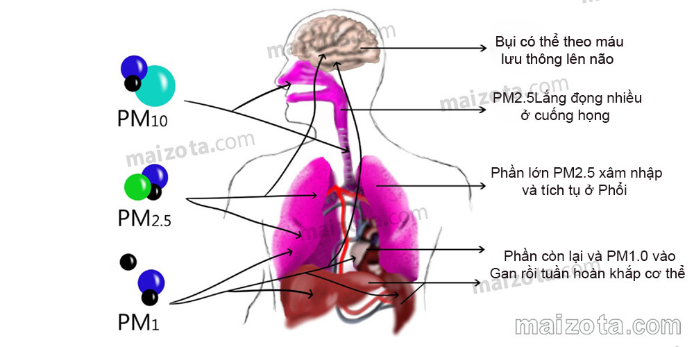 Bụi PM2.5 xâm nhập vào cơ thể người